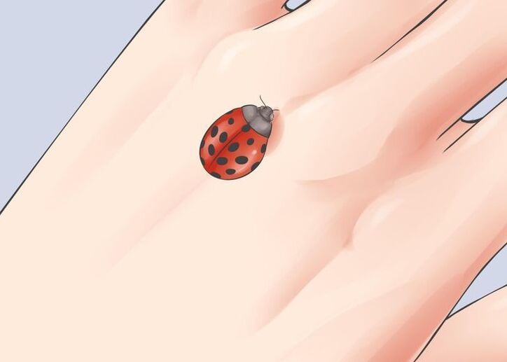 ladybug ийгилик талисман катары